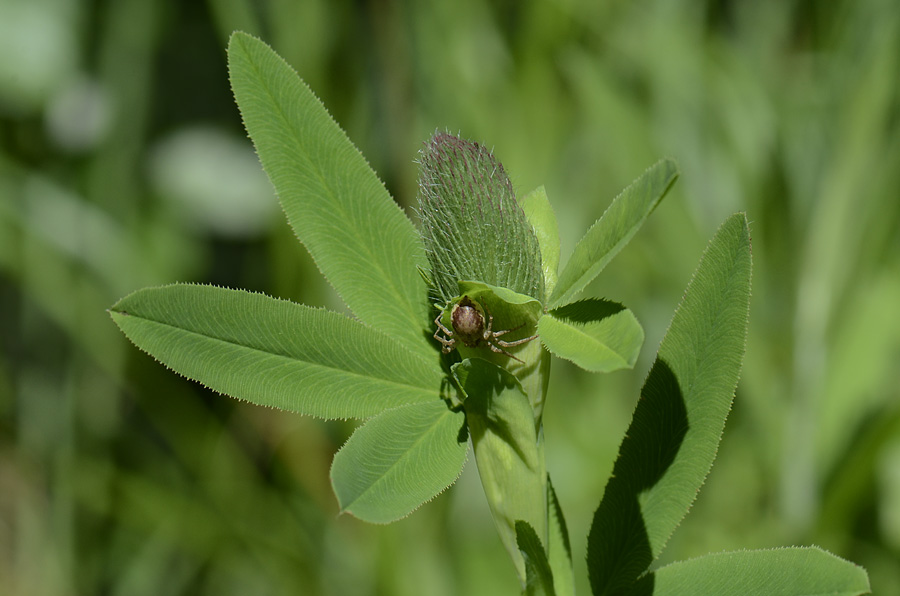 Trifolium rubens / Trifoglio rosseggiante